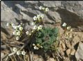 Saxifraga caesia