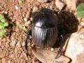 Scarabaeus laticollis