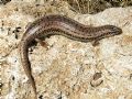 Chalcides ocellatus tiligugu