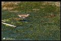 Calidris Minuta