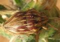 Odontotarsus purpureolineatus