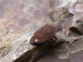 Solenosthedium bilunatum