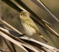 Phylloscopus collybita