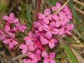 Daphne cneorum