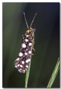 Euplocamus anthracinalis