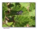 Zygaena lavandulae