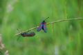 Zygaena filipendulae